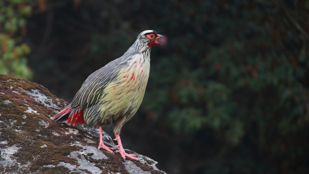 Time to Soar: Tick Off These 20 Stunning Birds of Sikkim